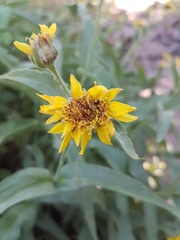 Arnica lanceolata