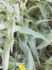 Arnica lanceolata