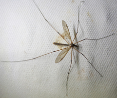Tipula