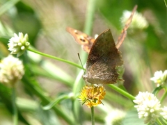 Nymphalidae