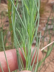Lebeckia sepiaria