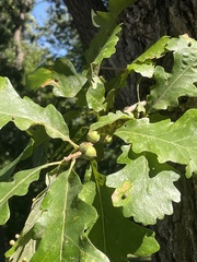 Quercus