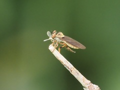 Holcocephala
