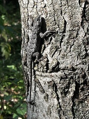 Sceloporus undulatus