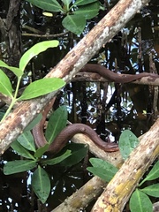 Nerodia clarkii compressicauda