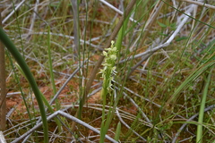 Platanthera
