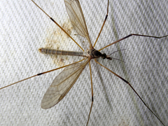 Tipula