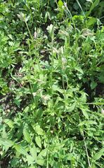 Silene latifolia alba