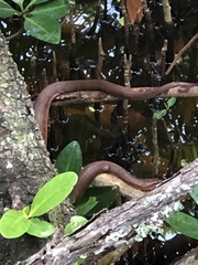 Nerodia clarkii compressicauda