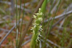 Platanthera