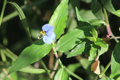 Commelina erecta
