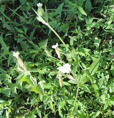 Silene latifolia alba