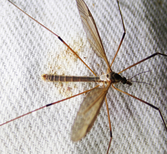 Tipula