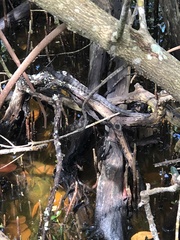 Nerodia clarkii compressicauda