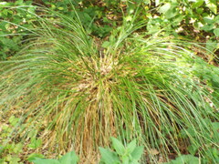 Carex paniculata