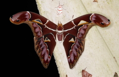 Archaeoattacus staudingeri