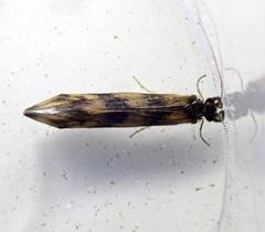 Mystacides longicornis