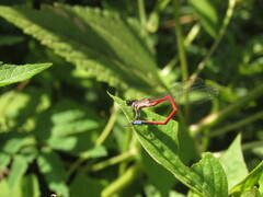 Oxyagrion hempeli