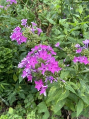 Phlox