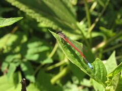 Oxyagrion hempeli