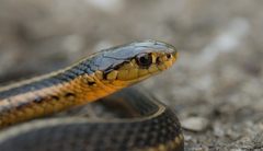 Thamnophis butleri
