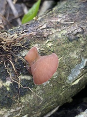 Auricularia auricula-judae