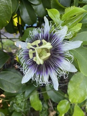 Passiflora edulis