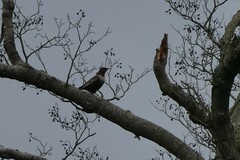 Turdus torquatus