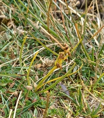 Chamorchis alpina