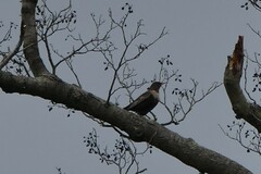 Turdus torquatus