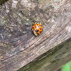 Hesperomyces harmoniae