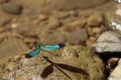 Neurobasis chinensis