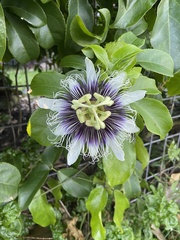 Passiflora edulis