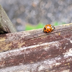 Hesperomyces harmoniae