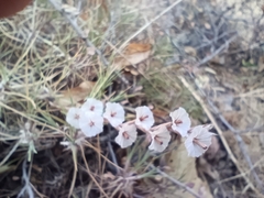 Acantholimon acerosum