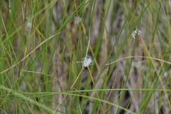 Trichophorum alpinum