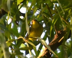 Cardellina canadensis