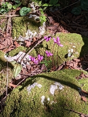Cyclamen purpurascens