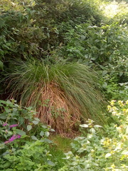 Carex paniculata