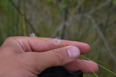 Trichophorum alpinum