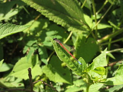 Oxyagrion hempeli
