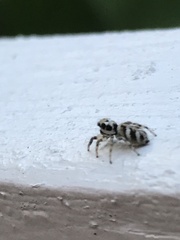 Salticus scenicus