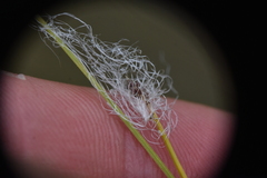 Trichophorum alpinum