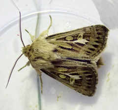 Cerapteryx graminis