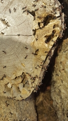 Crematogaster scutellaris