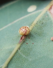 Neuroterus anthracinus