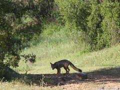 Lycalopex culpaeus culpaeus