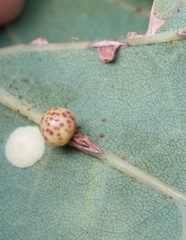 Neuroterus anthracinus