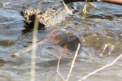 Cyprinus rubrofuscus