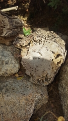 Crematogaster scutellaris